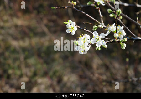 Rameau en fleurs de Prunus domestica, la zwetschge arbre, avec des fleurs blanches Banque D'Images