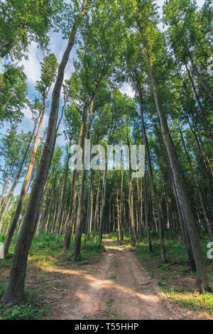 Vieux Pays route à travers forêt de hêtres. merveilleuse nature paysage. De grands arbres avec des couronnes en mai Banque D'Images