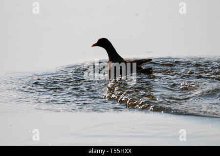 La Gallinule poule-d'eau en Flandre Orientale Banque D'Images