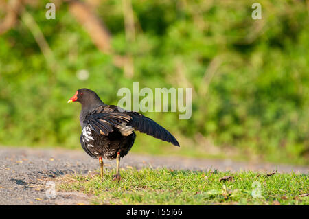 La Gallinule poule-d'eau en Flandre Orientale Banque D'Images