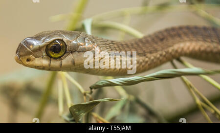 Dispholidus typus boomslang, Banque D'Images