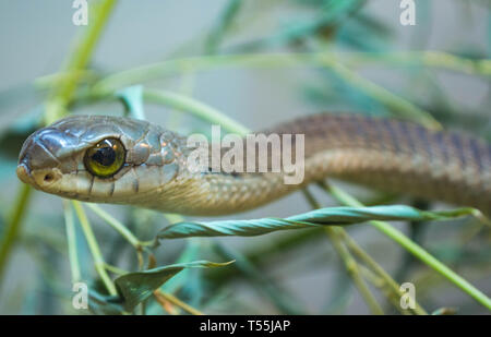 Dispholidus typus boomslang, Banque D'Images