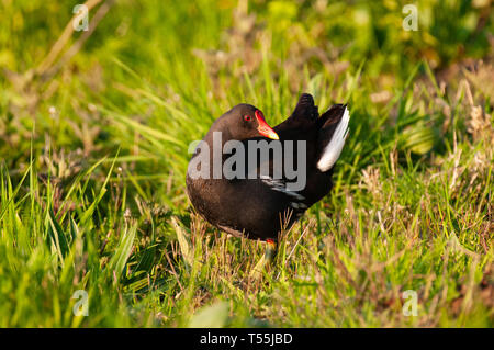 La Gallinule poule-d'eau en Flandre Orientale Banque D'Images