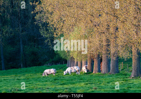 Les vaches de pâturage en Flandre Orientale Banque D'Images