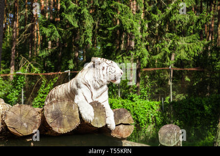 Tigre blanc Banque D'Images