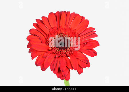 Libre de se concentrer sur une pile de chrysanthème rouge isolé sur fond blanc avec clipping path Banque D'Images