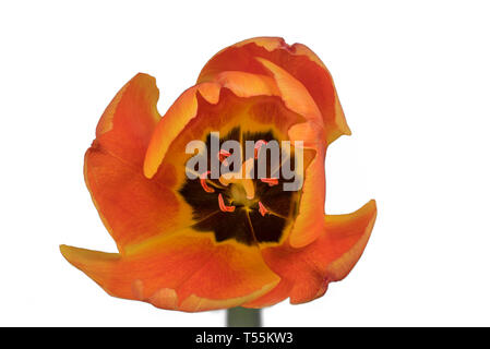 Focus Gros plan d'une orange shot empilés tulipe jaune isolé sur fond blanc avec clipping path Banque D'Images