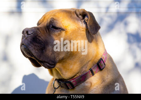 Les chiens en feuilles d'automne Banque D'Images