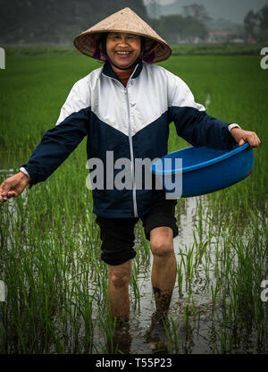 Heureux les agriculteurs vietnamiens avec chapeau conique en présence d'humidité et le riz vert farm fertiliser, Tam Coc, Ninh Binh, Vietnam, Asie Banque D'Images