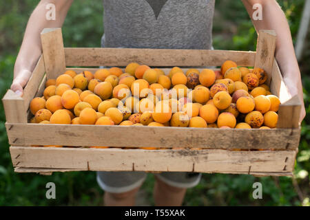 Boy holding caisse d'abricots Banque D'Images