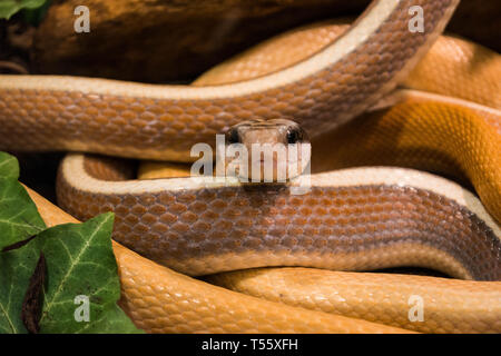 Serpent rat troglodyte Banque D'Images