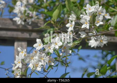 Fleurs blanches d'une vigne grimpant sur la pomme de terre un treillis clôture avec un ciel ensoleillé, ciel bleu en arrière-plan. Banque D'Images