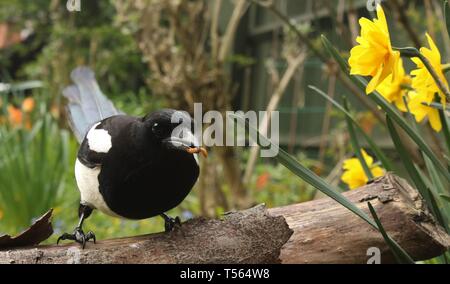 Huîtrier pie adultes (Pica pica) perché sur branch parmi les fleurs du printemps dans un jardin anglais. Avril 2019, Midlands, Royaume-Uni Banque D'Images