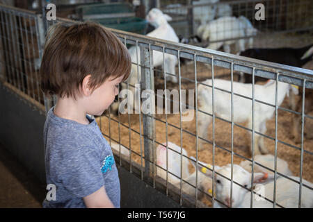 Petit garçon à joyeusement à chèvres dans un enclos dans une ferme Banque D'Images