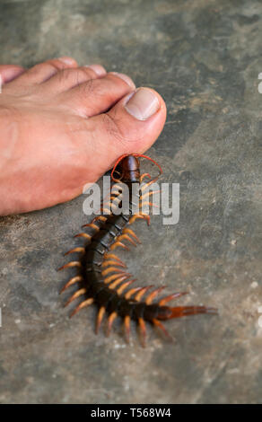 Personnes ont été mordues par un centipede sur pieds en marchant dans leur maison Banque D'Images