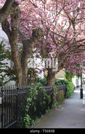 Japanese Cherry Tree blossoming . Launceston Place, South Kensington, Londres Banque D'Images