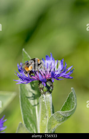 Le bleuet avec flying bumblebee en face de vert fond flou with copy space Banque D'Images