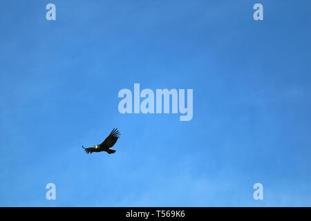 L'un condor en vol des oiseaux dans le ciel bleu au Canyon de Colca, Arequipa, Pérou, Région Amérique du Sud Banque D'Images