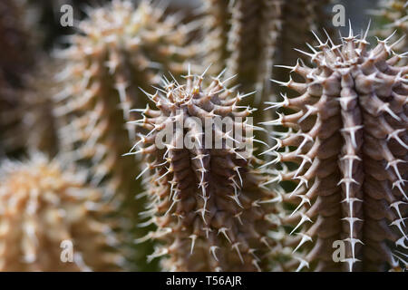 Plante cactus Banque D'Images