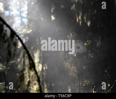 Spider web dans les arbres d'un vert dense forêt. La lumière du soleil qui brillait à travers les branches Banque D'Images