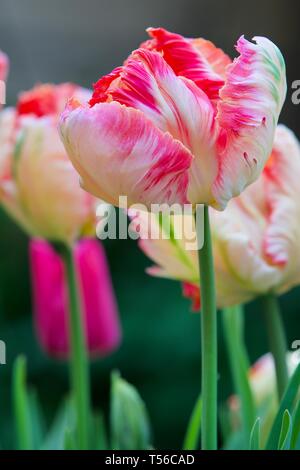 Apricot Parrot Tulip Banque D'Images