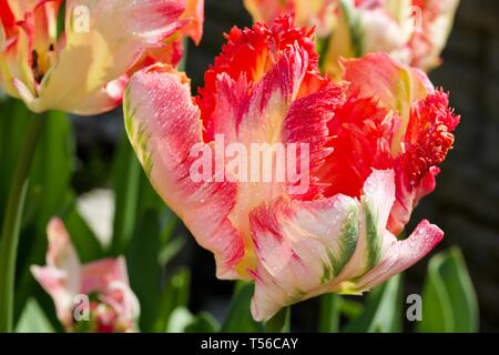 Apricot Parrot Tulip Banque D'Images