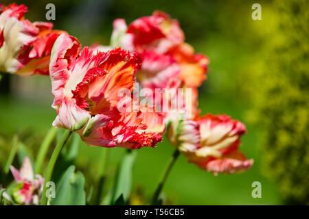 Apricot Parrot Tulip Banque D'Images