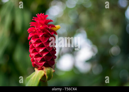 Fleur de gingembre rouge vif au printemps Banque D'Images