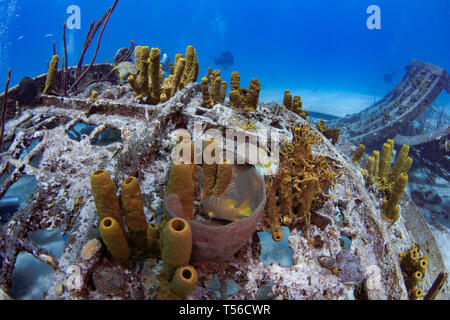 Les plongeurs d'explorer ce qui reste de la Thunderdome est dans les îles Turks et Caicos Banque D'Images
