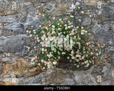 Les marguerites qui poussent sur vieux mur de pierre. L'Erigeron plantes. Les fleurs du printemps. Banque D'Images