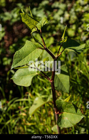 La renouée japonaise (Fallopia japonica) croissant au printemps, les plantes envahissantes, Allemagne Banque D'Images