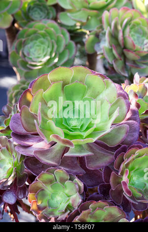 Aeonium 'Velour'. Houseleek Arbre. Banque D'Images