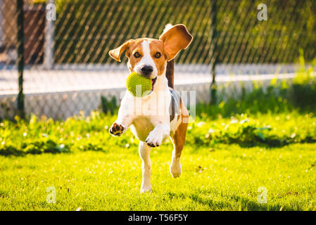 Chien Beagle in jardin extérieur courir et sauter avec le ballon vers la caméra. Journée ensoleillée dans le jardin Banque D'Images