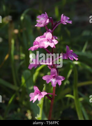 Four-spotted orchis (Orchis quadripunctata) dans l'île de Mljet, Croatie Banque D'Images