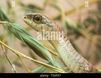 Dispholidus typus boomslang, Banque D'Images