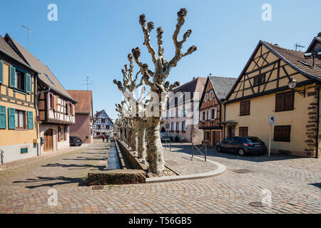 Bergheim, France - 19 Avril 2019 : vue sur la grande rue, dans le centre du village pour les vieux arbres, maisons à colombages et les piétons se rendant sur le village Banque D'Images