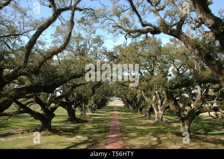 Vacherie, Louisiane, USA - 2019 : la plantation d'Oak Alley est un bâtiment historique situé sur la rive ouest du Mississippi. Banque D'Images