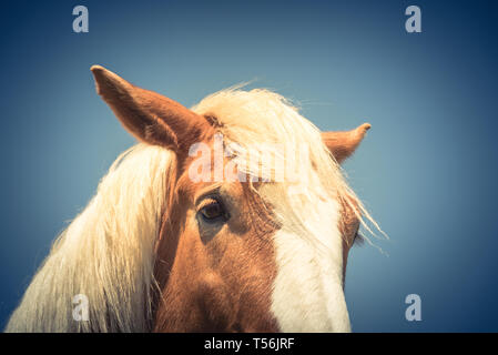 Vintage tone close-up eye of Holland chevaux de chevaux de trait, Dray, cheval, cheval de trait ou carthorse cheval lourd à batterie locale à Bristol, New York, USA Banque D'Images