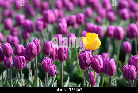 Le dirigeant d'une tulipe jaune dans un champ de tulipes violet Banque D'Images