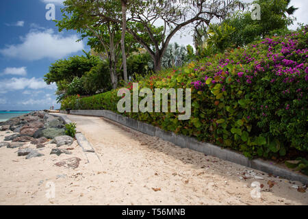 Promenade bordée de fleurs de bougainvilliers à Holetown, sur la côte ouest de la Barbade Banque D'Images