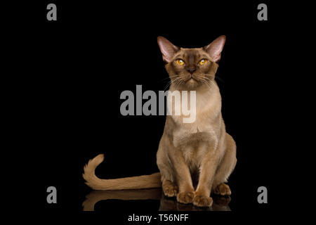 Adorable Chat Birman Chocolat assis sur un fond noir avec réflexion, vue avant Banque D'Images