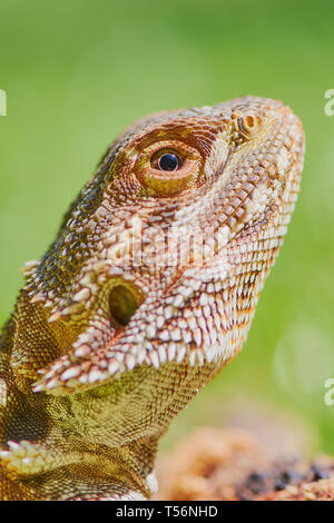 Portrait d'une femme dragon barbu contre l'arrière-plan flou vert Banque D'Images