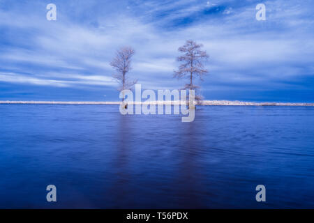 Deux arbres de cyprès chauve sur l'eau du lac Drummond en Virginie, tourné en infrarouge, ce qui les fait apparaître blanc lumineux, comme si gelé ou recouvert de neige Banque D'Images