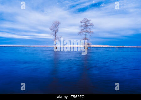 Deux arbres de cyprès chauve sur l'eau du lac Drummond en Virginie, tourné en infrarouge, ce qui les fait apparaître blanc lumineux, comme si gelé ou recouvert de neige Banque D'Images