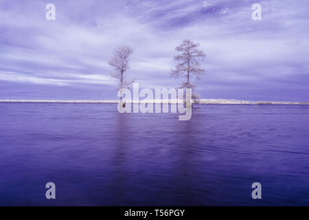 Deux arbres de cyprès chauve sur l'eau du lac Drummond en Virginie, tourné en infrarouge, ce qui les fait apparaître blanc lumineux, comme si gelé ou recouvert de neige Banque D'Images