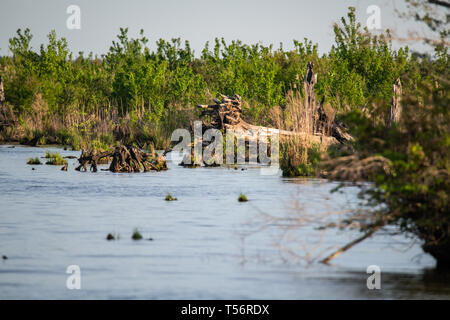 Un arbre mort provient du lac Drummond dans le Great Dismal Swamp en Virginie Banque D'Images