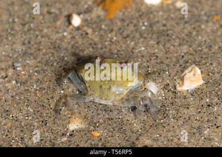 (Crabe Carcinus maenas) dans les eaux peu profondes d'eau de mer à marée basse, Hill Head, UK Banque D'Images