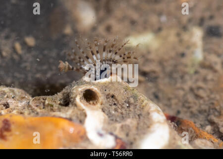 Ver ou worm ventilateur calcaires montrant les tentacules d'alimentation dans la zone intertidale de Hill Head près de Fareham, UK. La faune marine. Banque D'Images