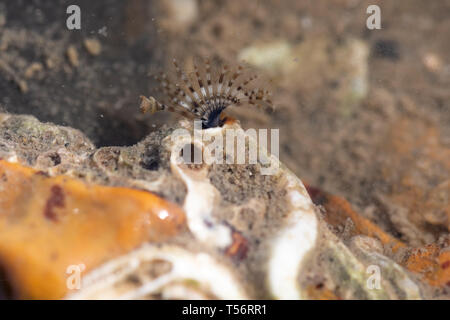 Ver ou worm ventilateur calcaires montrant les tentacules d'alimentation dans la zone intertidale de Hill Head près de Fareham, UK. La faune marine. Banque D'Images