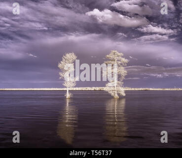 Deux arbres de cyprès chauve sur l'eau du lac Drummond en Virginie, tourné en infrarouge, ce qui les fait apparaître blanc lumineux, comme si gelé ou recouvert de neige Banque D'Images